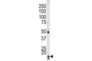 Western blot testing of p-p21 antibody and HeLa lysate. (p21 antibody  (pThr145))