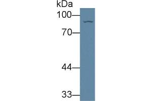 Western Blot; Sample: Rat Liver lysate; Primary Ab: 1µg/ml Rabbit Anti-Rat QARS Antibody Second Ab: 0. (QARS antibody  (AA 2-206))