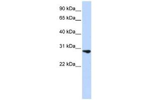FGF2 antibody used at 1 ug/ml to detect target protein. (FGF2 antibody)
