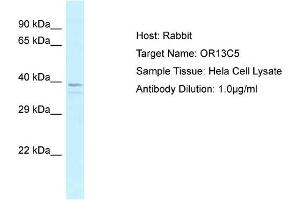 Host: Rabbit Target Name: OR13C5 Sample Tissue: Human Hela Whole Cell Antibody Dilution: 1ug/ml (OR13C5 antibody  (N-Term))