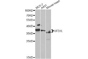 Western blot analysis of extracts of various cell lines, using UFD1L antibody. (UFD1L antibody)