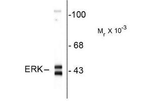 Image no. 1 for anti-Mitogen-Activated Protein Kinase 3 (MAPK3) (C-Term) antibody (ABIN372622) (ERK1 antibody  (C-Term))