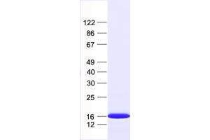 Validation with Western Blot (Histone H3.1 Protein (HIST1H3B) (His tag))