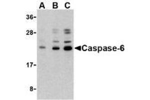 Western blot analysis of caspase-6 in Jurkat cell lysate with AP30202PU-N caspase-6 antibody at (A) 0. (Caspase 6 antibody  (N-Term))