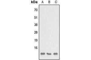 Western blot analysis of SH3BGRL3 expression in HEK293T (A), NS-1 (B), H9C2 (C) whole cell lysates. (SH3BGRL3 antibody  (Center))