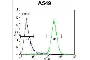 GTPBP8 Antibody (Center) (ABIN654550 and ABIN2844261) flow cytometric analysis of A549 cells (right histogram) compared to a negative control cell (left histogram). (GTPBP8 antibody  (AA 122-150))