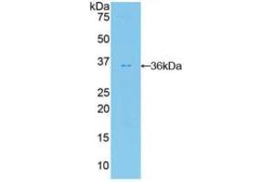 Western blot analysis of recombinant Human FDFT1. (FDFT1 antibody  (AA 269-417))