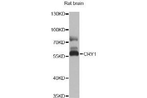 Western blot analysis of extracts of rat brain, using CRY1 antibody (ABIN2562023) at 1:1000 dilution. (CRY1 antibody)