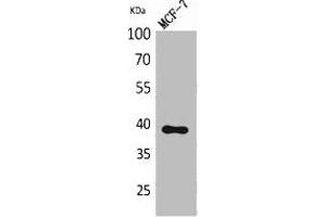 Western Blot analysis of MCF-7 cells using Nov Polyclonal Antibody. (NOV antibody  (Internal Region))