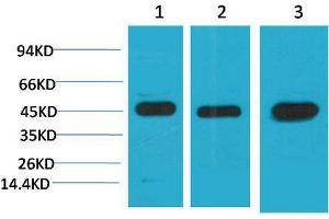 Western Blot (WB) analysis of 1) HeLa, 2)3T3, 3) Rat Brain Tissue with MEK2 Mouse Monoclonal Antibody diluted at 1:2000. (MEK2 antibody)