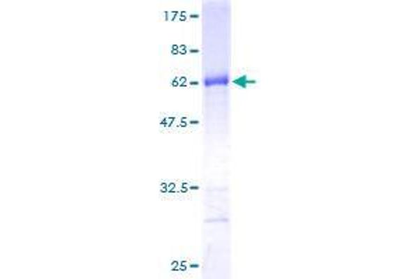 EXOSC8 Protein (AA 1-276) (GST tag)