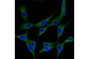 Immunofluorescence analysis of NIH/3T3 cells using ST13 mouse mAb (green). (HSC70 Interacting Protein HIP antibody)