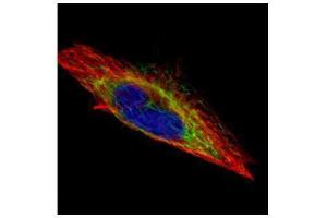 ICC/IF Image Confocal immunofluorescence analysis (Olympus FV10i) of methanol-fixed HeLa, using ACTL8, antibody (Green) at 1:500 dilution. (Actin-Like 8 antibody)