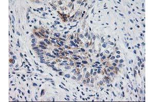 Image no. 2 for anti-X-Prolyl Aminopeptidase (Aminopeptidase P) 3, Putative (XPNPEP3) antibody (ABIN1501766) (XPNPEP3 antibody)