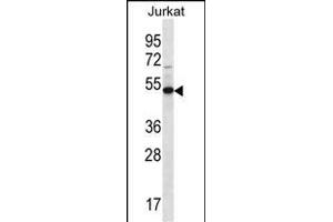 FAM8A1 antibody  (N-Term)