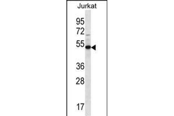 FAM8A1 antibody  (N-Term)