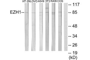 Western blot analysis of extracts from HT-29 cells, LOVO cells, A549 cells, NIH-3T3 cells, RAW264. (EZH1 antibody  (Internal Region))