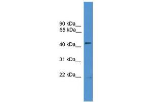 WB Suggested Anti-ATG4B Antibody Titration: 0. (ATG4B antibody  (N-Term))