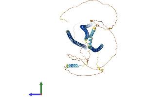 AlphaFold protein structure predicition of Human Recombinant SHTN1 Protein, UniprotID A0MZ66