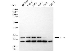 Western blotting analysis using BTF3 antibody (ABIN7797733). (Recombinant BTF3 antibody)