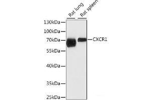 Western blot analysis of extracts of various cell lines using CXCR1 Polyclonal Antibody at dilution of 1:1000. (CXCR1 antibody)