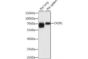 CXCR1 antibody