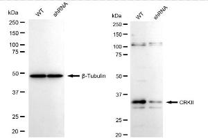 Western blotting analysis using CRKII antibody (ABIN7800791).