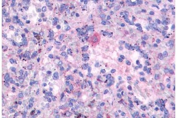 FPR3 antibody  (N-Term)