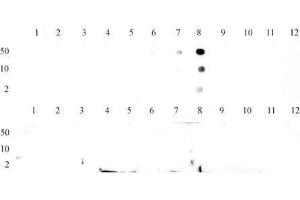 Histone H3 trimethyl Lys9 antibody tested by dot blot analysis. (Histone 3 antibody  (H3K9me3))