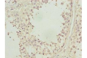 Immunohistochemistry of paraffin-embedded human testis tissue using ABIN7146719 at dilution of 1:100