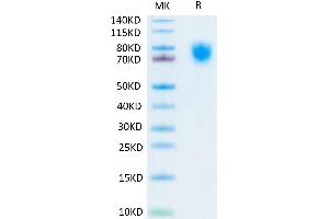 Human LILRA2 on Tris-Bis PAGE under reduced conditions. (LILRA2 Protein (AA 24-449) (His-Avi Tag))