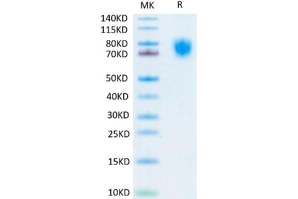 LILRA2 Protein (AA 24-449) (His-Avi Tag)