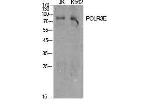 Western Blot (WB) analysis of specific cells using POLR3E Polyclonal Antibody.