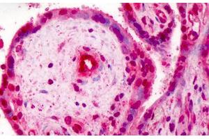Human Placenta: Formalin-Fixed, Paraffin-Embedded (FFPE) (RBX1 antibody  (C-Term))