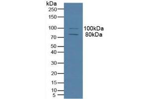 Figure. (MAP4 antibody  (AA 2-250))