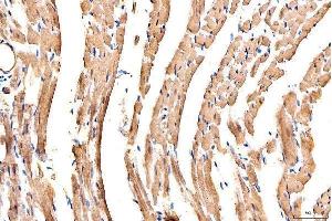 anti-Myosin Heavy Chain 6, Cardiac Muscle, alpha (MYH6) (Middle Region) antibody