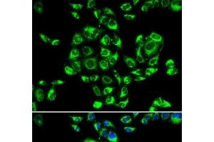 Immunofluorescence analysis of U2OS cells using RPS16 Polyclonal Antibody (RPS16 antibody)