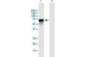 Western Blot analysis of ZRSR2 expression in transfected 293T cell line by ZRSR2 MaxPab polyclonal antibody. (ZRSR2 antibody  (AA 1-482))