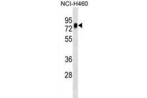 Western Blotting (WB) image for anti-Nucleosome Assembly Protein 1-Like 3 (NAP1L3) antibody (ABIN2999483) (NAP1L3 antibody)