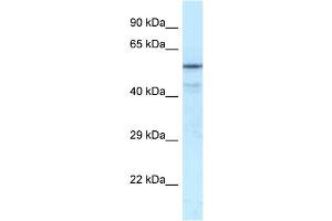 Western Blotting (WB) image for anti-Nuclear Respiratory Factor 1 (NRF1) (Middle Region) antibody (ABIN2775850)