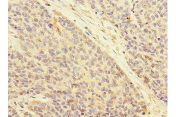 Attractin antibody  (AA 84-350)