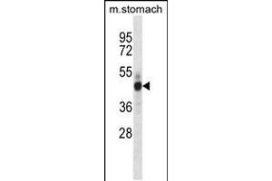 Mouse Mst4 Antibody (Center) (ABIN657993 and ABIN2846939) western blot analysis in mouse stomach tissue lysates (35 μg/lane). (STK26/MST4 antibody  (AA 271-299))