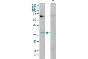 Western Blot analysis of HOXB7 expression in transfected 293T cell line by HOXB7 monoclonal antibody (M01), clone 4F9. (HOXB7 antibody  (AA 55-120))