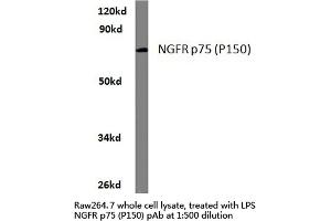 Western blot (WB) analysis of NGFR p75 antibody (Cat-No. (NGFR antibody)