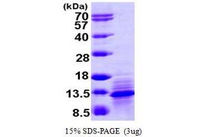Chemokine (C-C Motif) Ligand 1 (CCL1) (AA 24-96) protein (His tag)