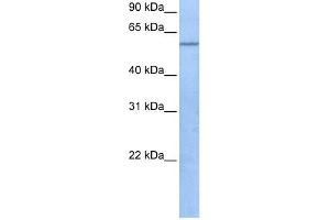 TRAF3IP3 antibody used at 1 ug/ml to detect target protein. (TRAF3IP3 antibody  (C-Term))