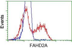 HEK293T cells transfected with either pCMV6-ENTRY FAHD2A (RC211128) (Red) or empty vector control plasmid (Blue) were immunostained with anti-FAHD2A mouse monoclonal (ABIN2453022), and then analyzed by flow cytometry. (FAHD2A antibody)