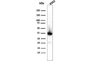 Western Blot Analysis of K562 cell lysate using NPM1 Recombinant Mouse Monoclonal Antibody (rNPM1/1901). (Recombinant NPM1 antibody  (AA 185-287))