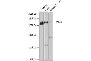 Western blot analysis of extracts of various cell lines, using MRC2 antibody (ABIN6129049, ABIN6143990, ABIN6143991 and ABIN6225189) at 1:1000 dilution. (MRC2 antibody  (AA 120-300))
