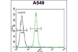 FBXO24 Antibody (Center) (ABIN654961 and ABIN2844600) flow cytometric analysis of A549 cells (right histogram) compared to a negative control cell (left histogram). (FBXO24 antibody  (AA 118-145))